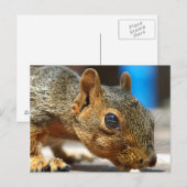 Carte Postale Squirrel Closeuse Manger (Devant / Derrière)
