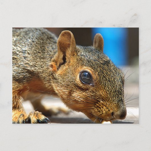Carte Postale Squirrel Closeuse Manger (Devant)