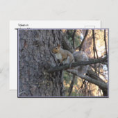 Carte Postale Squirrel in Tree Postcard (Devant / Derrière)
