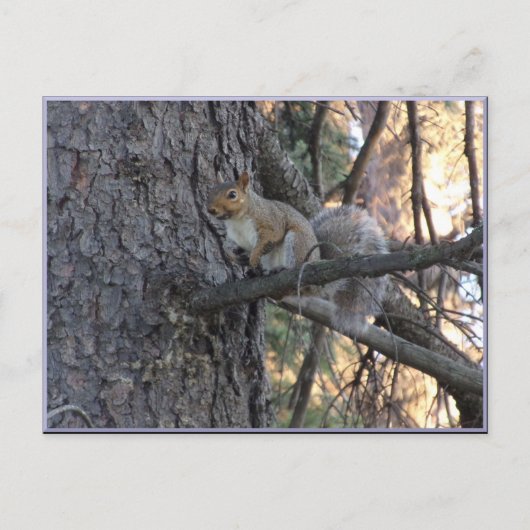 Carte Postale Squirrel in Tree Postcard (Devant)