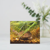 Carte Postale Sraring Turtle (Debout devant)