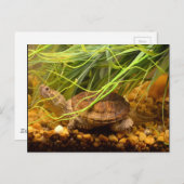 Carte Postale Sraring Turtle (Devant / Derrière)