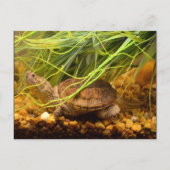 Carte Postale Sraring Turtle (Devant)