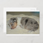 Carte postale SS Blue Merle White et Tan chiot (Devant / Derrière)