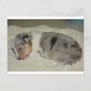 Carte postale SS Blue Merle White et Tan chiot