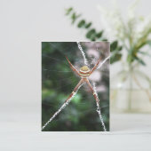Carte postale St Andrews Cross Spider (Debout devant)