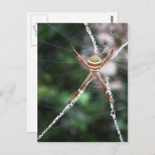 Carte postale St Andrews Cross Spider (Devant / Derrière)
