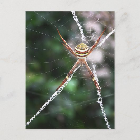 Carte postale St Andrews Cross Spider (Devant)