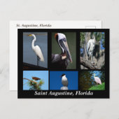Carte Postale St. Augustine, Floride Oiseaux tropicaux (Devant / Derrière)