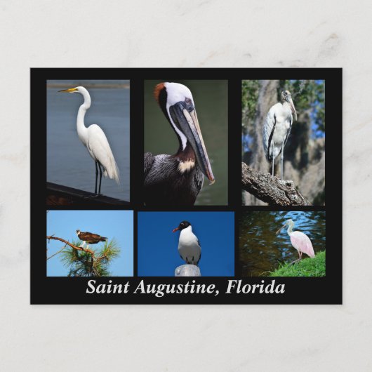 Carte Postale St. Augustine, Floride Oiseaux tropicaux (Devant)