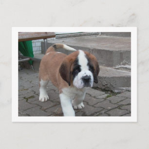 Carte Postale st bernard pup.png