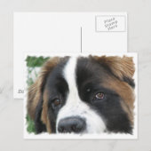 Carte postale St Bernard Puppies (Devant / Derrière)