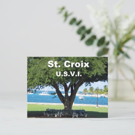 Carte Postale St. Croix U.S.V.I. (Debout devant)