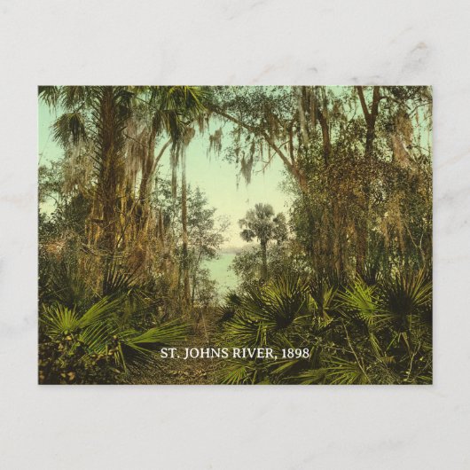 Carte Postale St. Johns River Floride 1898 Photo (Devant)