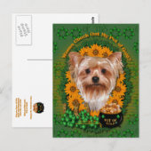 Carte Postale St patrick - Pot d'or - Yorkshire Terrier (Devant / Derrière)