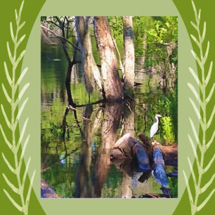 Carte Postale St. Simons Island, GA Lagoon et Egret Postcard