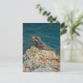 Carte Postale St. Thomas, Iguana (Debout devant)