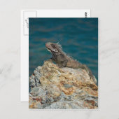 Carte Postale St. Thomas, Iguana (Devant / Derrière)
