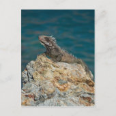 Carte Postale St. Thomas, Iguana (Devant)