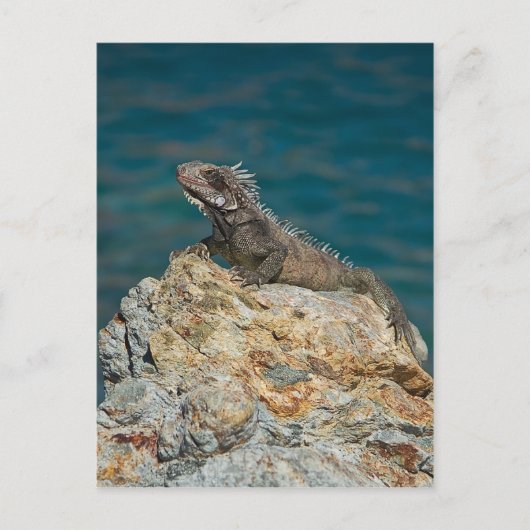 Carte Postale St. Thomas, Iguana (Devant)