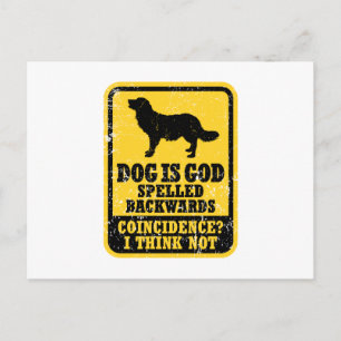 Carte Postale Stabyhoun