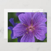 Carte Postale Stacey's Floral Design (Devant / Derrière)