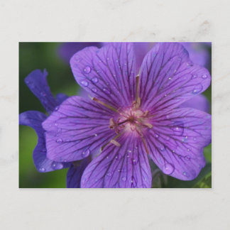 Carte Postale Stacey's Floral Design