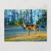 Carte Postale Stade / Buck Deer, Ciel bleu clair (Devant)