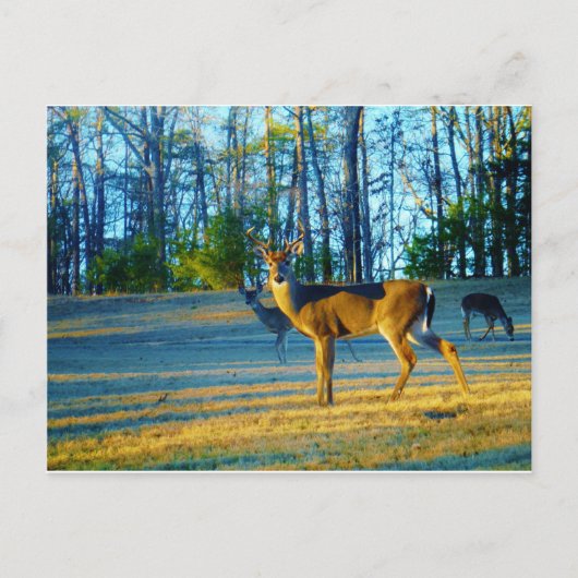 Carte Postale Stade / Buck Deer, Ciel bleu clair (Devant)