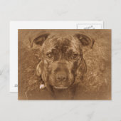 Carte Postale Staffordshire Bull Terrier (Devant / Derrière)