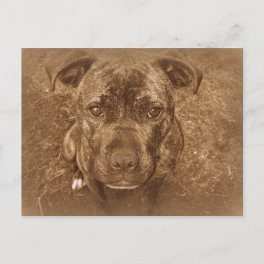 Carte Postale Staffordshire Bull Terrier (Devant)