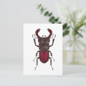 Carte Postale Stag beetle (Debout devant)
