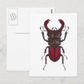 Carte Postale Stag beetle (Devant / Derrière)