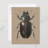 Carte Postale Stag Beetle 2011 (Devant / Derrière)