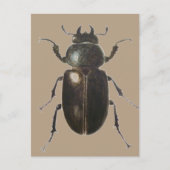 Carte Postale Stag Beetle 2011 (Devant)