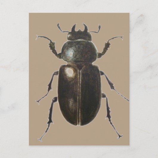 Carte Postale Stag Beetle 2011 (Devant)
