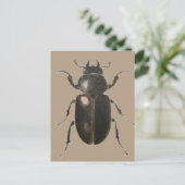 Carte Postale Stag Beetle 2011 (Debout devant)