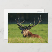 Carte Postale Stag Reposé Dans L'Herbe Verte (Devant / Derrière)