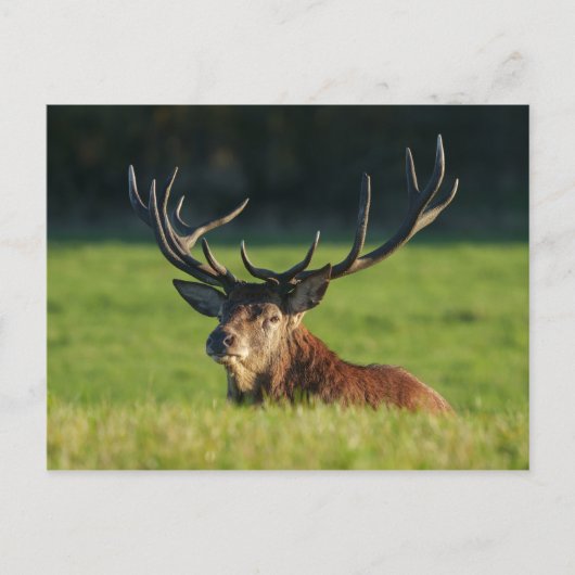 Carte Postale Stag Reposé Dans L'Herbe Verte (Devant)