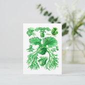 Carte Postale Staghorn Fern (Debout devant)