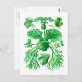 Carte Postale Staghorn Fern (Devant / Derrière)