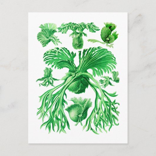 Carte Postale Staghorn Fern (Devant)