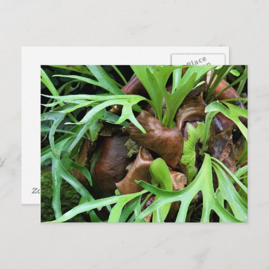 Carte postale Staghorn Fern (Devant / Derrière)