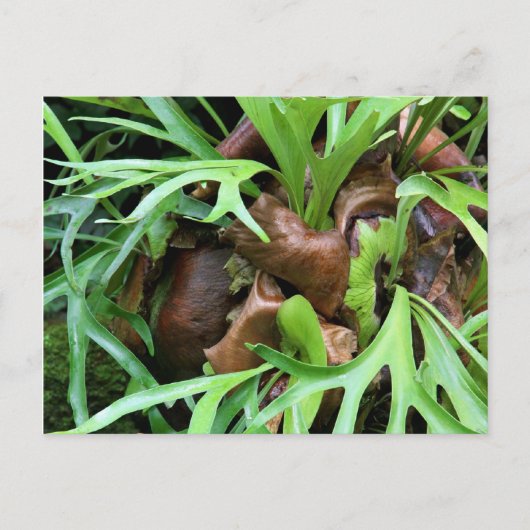 Carte postale Staghorn Fern (Devant)