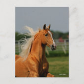 Carte Postale Stallion à cheval Palomino Tennesee (Devant)