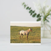 Carte Postale Stallion à cheval tacheté (Debout devant)