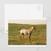 Carte Postale Stallion à cheval tacheté (Devant / Derrière)