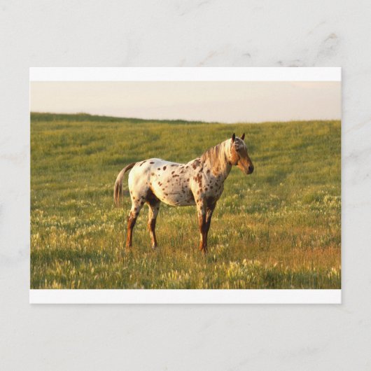 Carte Postale Stallion à cheval tacheté (Devant)