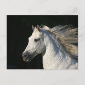 Carte Postale Stallion andalou Casquette Mane Flow (Devant)