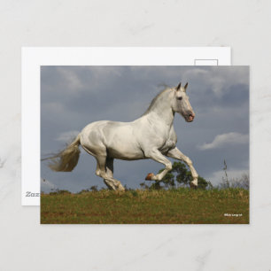 Carte Postale Stallion andalou gris contre le ciel